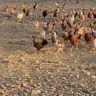 دجاج بياض بلدي الصحة شرط الموقع كرا