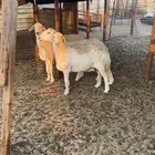 غنم حريات