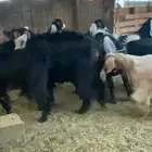 تيوس عوارض مراح واحد