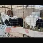 للبيع طليان ورخال سمان ونضاف شرط