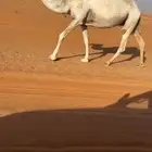 للبيع لقحه على بعير طييب