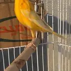انثى كناري سوري