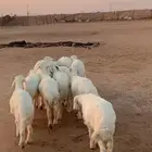 بهم حري طليان