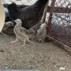 دجاج