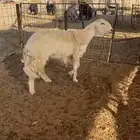 شاه ثنيه دافع