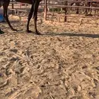 للبيع لقيه نادره من سلاله الوافي