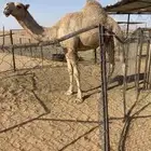قعود علياني كفوو