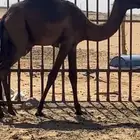 بكره