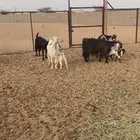 غنام كفوا
