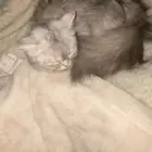 قطه للتبني