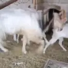 معزاء للبيع