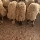 ذبايح طيبه