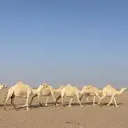 لقحات وضح ملاقي وطيبه