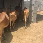 بقر
