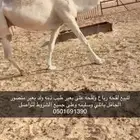 لقحه وضحاء