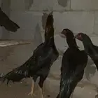 طقم شامو الماني فاخر