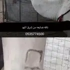 ناقه غاديه شرق مهد الذهب