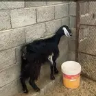 تم البيع