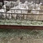 بهم طليان مشروطه