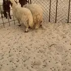 خروف ورخل فل حدود 5 شهور