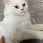 قطه للتبني