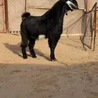 فحل فاخر جدا ( تم البيع )