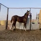 مهر شعبي كفو جدا