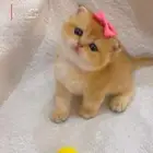 سكوتش قولد فولد