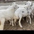 حريات جذعات