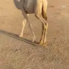 للبيع بكره وقعود مفاريد طيبات