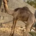 قعود طيب للبيع
