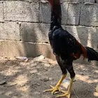 زوج دجاج شامو فاخر