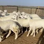 رخال صنف