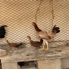 دجاجه عربيه معها فرختين اصيله