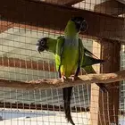 كنيور ناندي