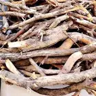 مستورد سمر أفريقي