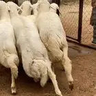 6 خرفان ورخل كفو كفو جبرات