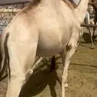 قعود مغلق