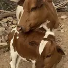 بقر