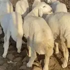 عروض وخصم ذبايح حريه من البر للمناسبات والثلاجه