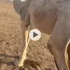 قعود البيع السن ثني طيب