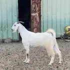 جفره صنف هولندي حايل فل شحم