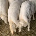 خرفان مناسبات