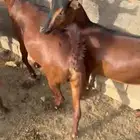 معزا