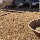 وز بلدي