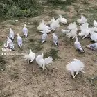 حمام رقاص وحب رمان