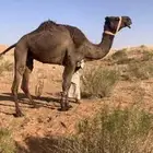 رحول مبيوع ولدها الموقع غرب مشذوبة 10 ك