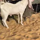 تيس مشروك جذع توه يثني