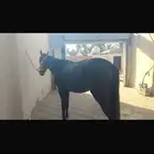خيول انتاج للبيع