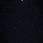 احتاج إلى كلب تبني